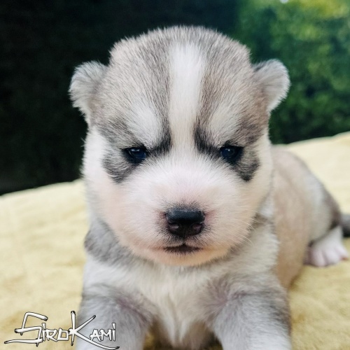 husky gris