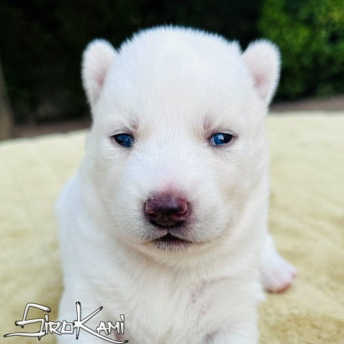 husky siberiano blanco