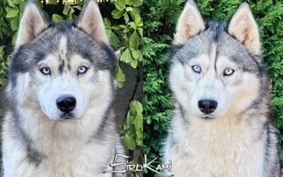 Camada Cachorros Siberian Husky [Urus & Osaka]