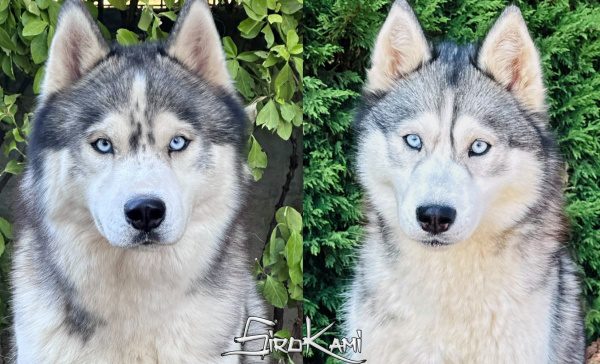 camada cachorros siberian husky 2027 Sirokami Siberians