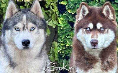 Camada Cachorros Husky 2027 [Urus & Valkia]