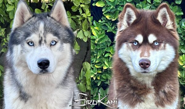 Camada Cachorros Husky 2027