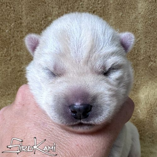 cachorro husky blanco