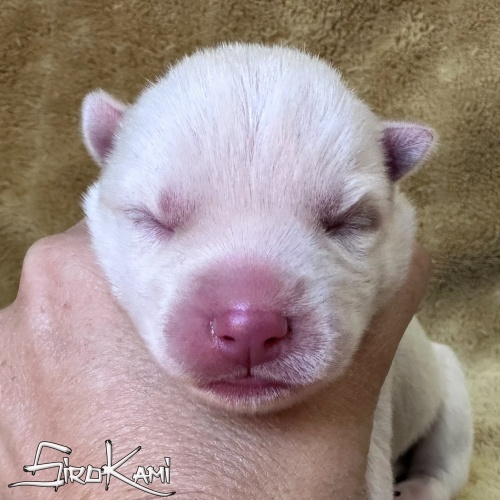 cachorro husky blanco
