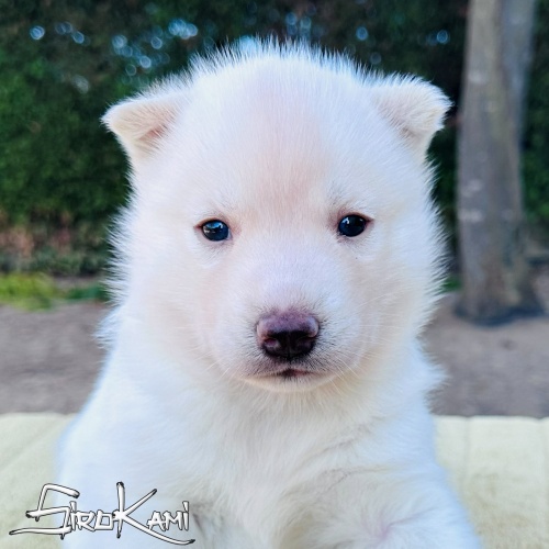 husky blanco