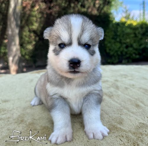 cachorro husky gris con ojos azules sosuke del sirokami 2