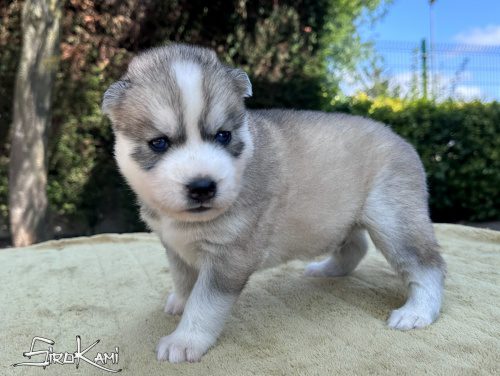 cachorro husky gris con ojos azules sosuke del sirokami 3