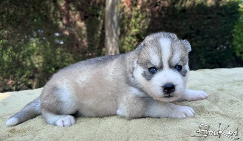 cachorro husky gris con ojos azules sosuke del sirokami 4