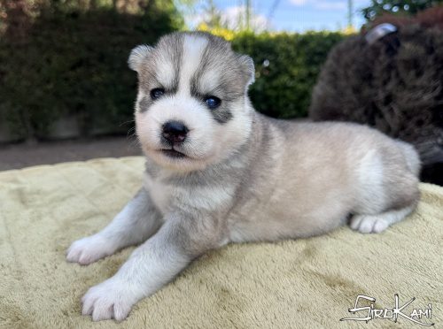 cachorro husky gris con ojos azules sosuke del sirokami 5