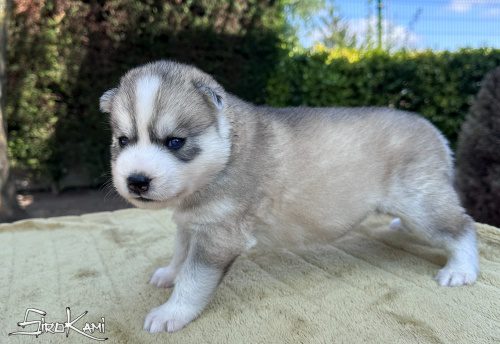 cachorro husky gris con ojos azules sosuke del sirokami 6