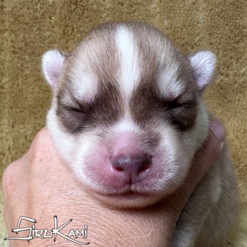 cachorro husky marron y blanco