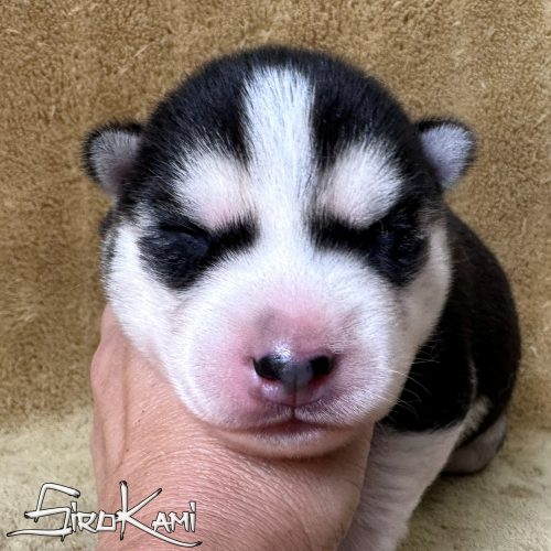 cachorro husky negro y blanco