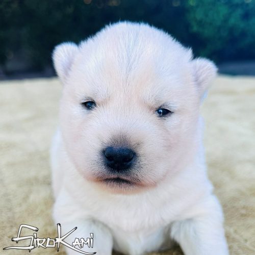 cachorro siberian husky blanco