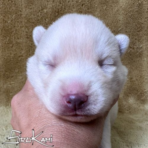 husky blanco cachorro