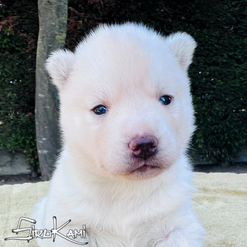 husky blanco hembra