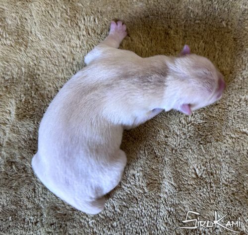 husky blanco kairos del sirokami 2