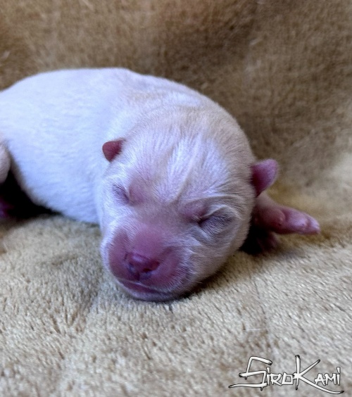 husky blanco kairos del sirokami 3