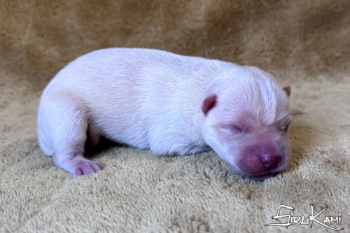 husky blanco kairos del sirokami 4