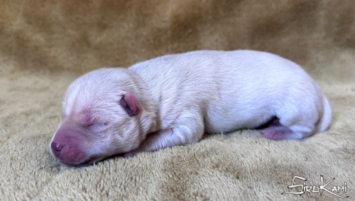 husky blanco kairos del sirokami 5
