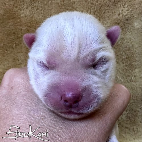 husky blanco