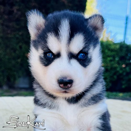 husky con ojos azules