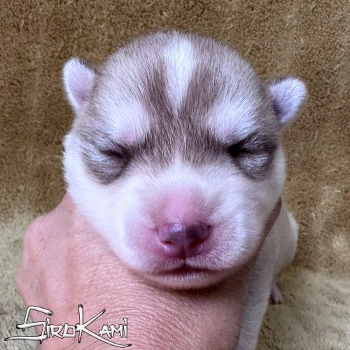 husky marron