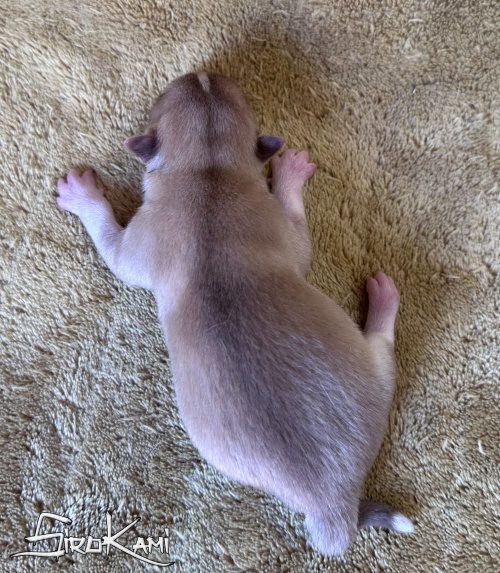 husky marron tanuki del sirokami 2