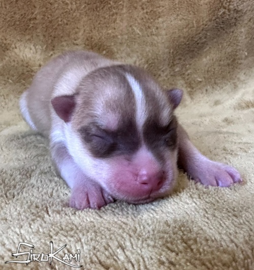 husky marron tanuki del sirokami 3