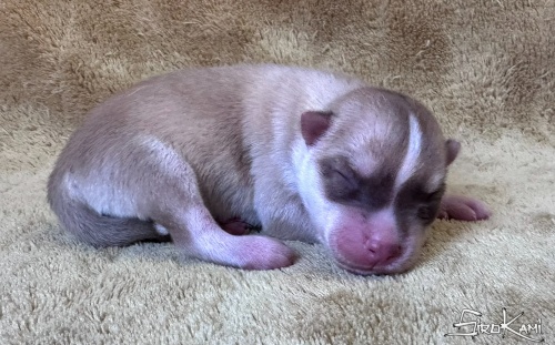 husky marron tanuki del sirokami 4