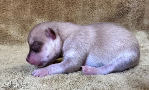 husky marron tanuki del sirokami 5