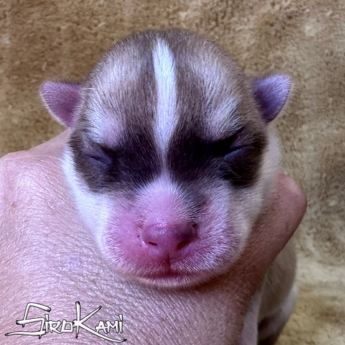husky marron