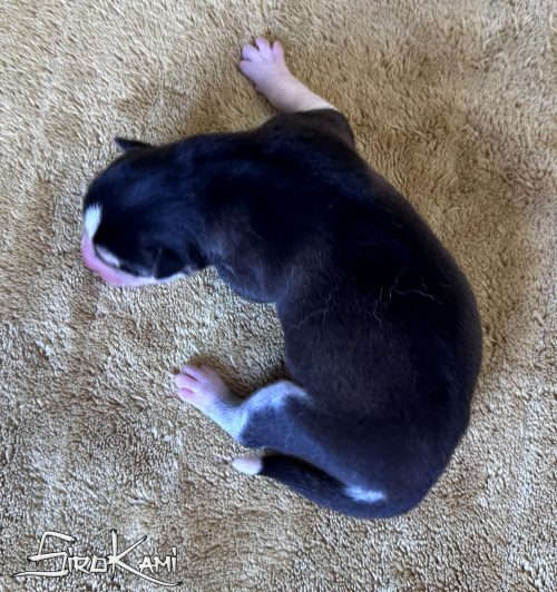 husky negro ohana del sirokami 2