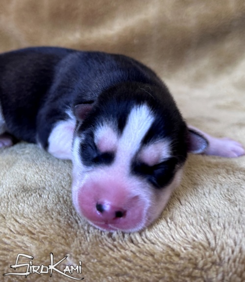 husky negro ohana del sirokami 3