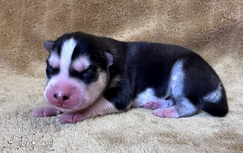 husky negro ohana del sirokami 4