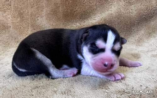 husky negro ohana del sirokami 5