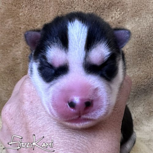 husky negro