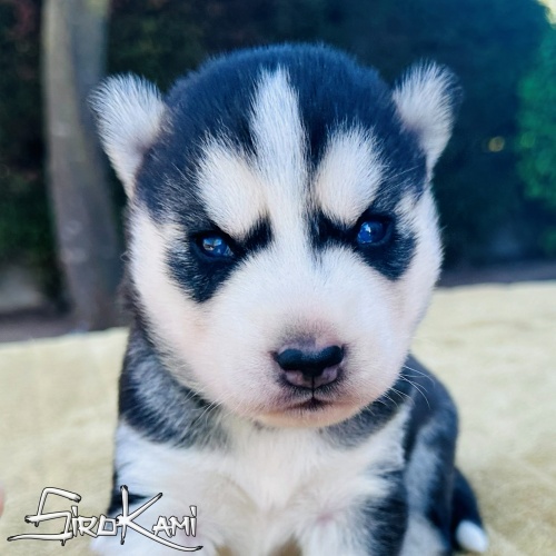 husky negro y blanco