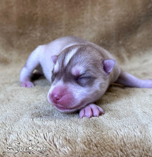 husky siberiano marron aneka del sirokami 3