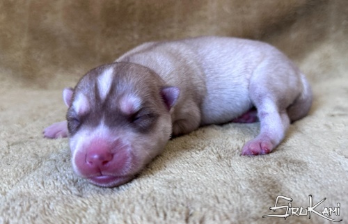 husky siberiano marron aneka del sirokami 4