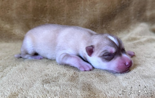 husky siberiano marron aneka del sirokami 5