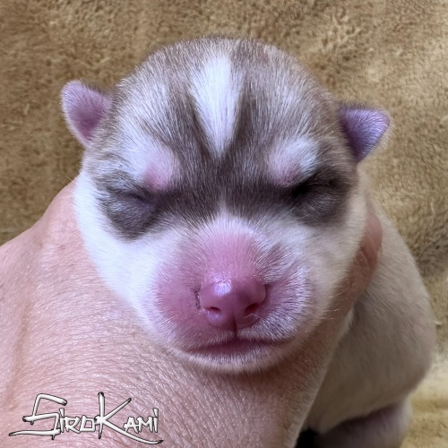 husky siberiano marron