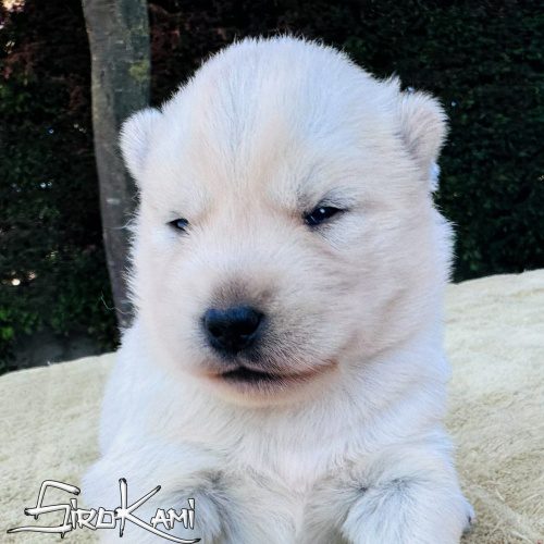 cachorro siberian husky blanco kairos del sirokami 2