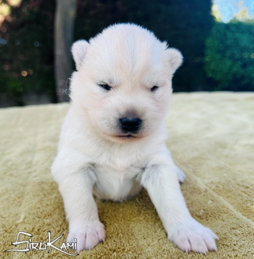 cachorro siberian husky blanco kairos del sirokami 3