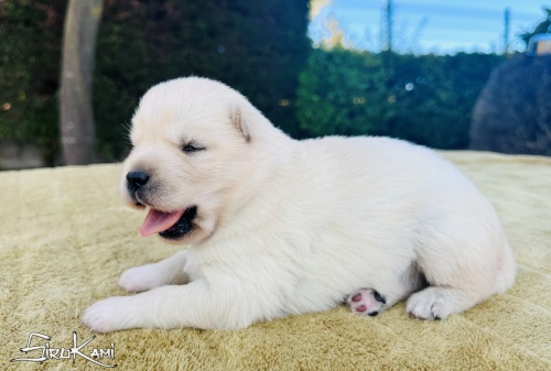 cachorro siberian husky blanco kairos del sirokami 4
