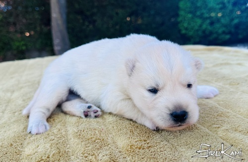 cachorro siberian husky blanco kairos del sirokami 5