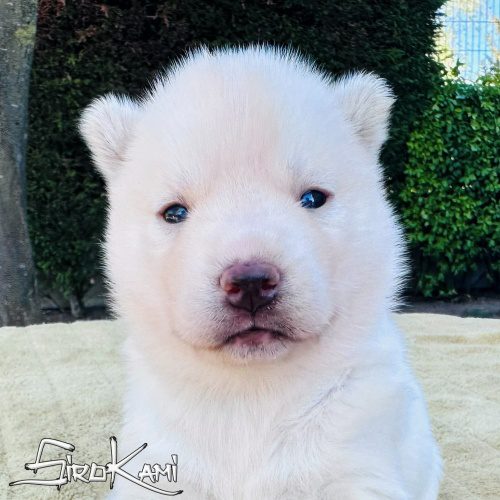 husky blanco hembra nasca del sirokami 2