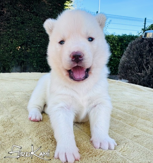 husky blanco hembra nasca del sirokami 3