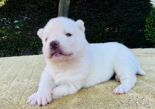 husky blanco hembra nasca del sirokami 4