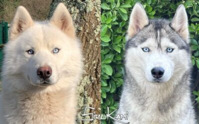 Camada Husky Siberianos [Vikingo & Saska]