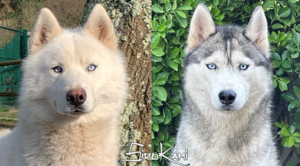 husky camada